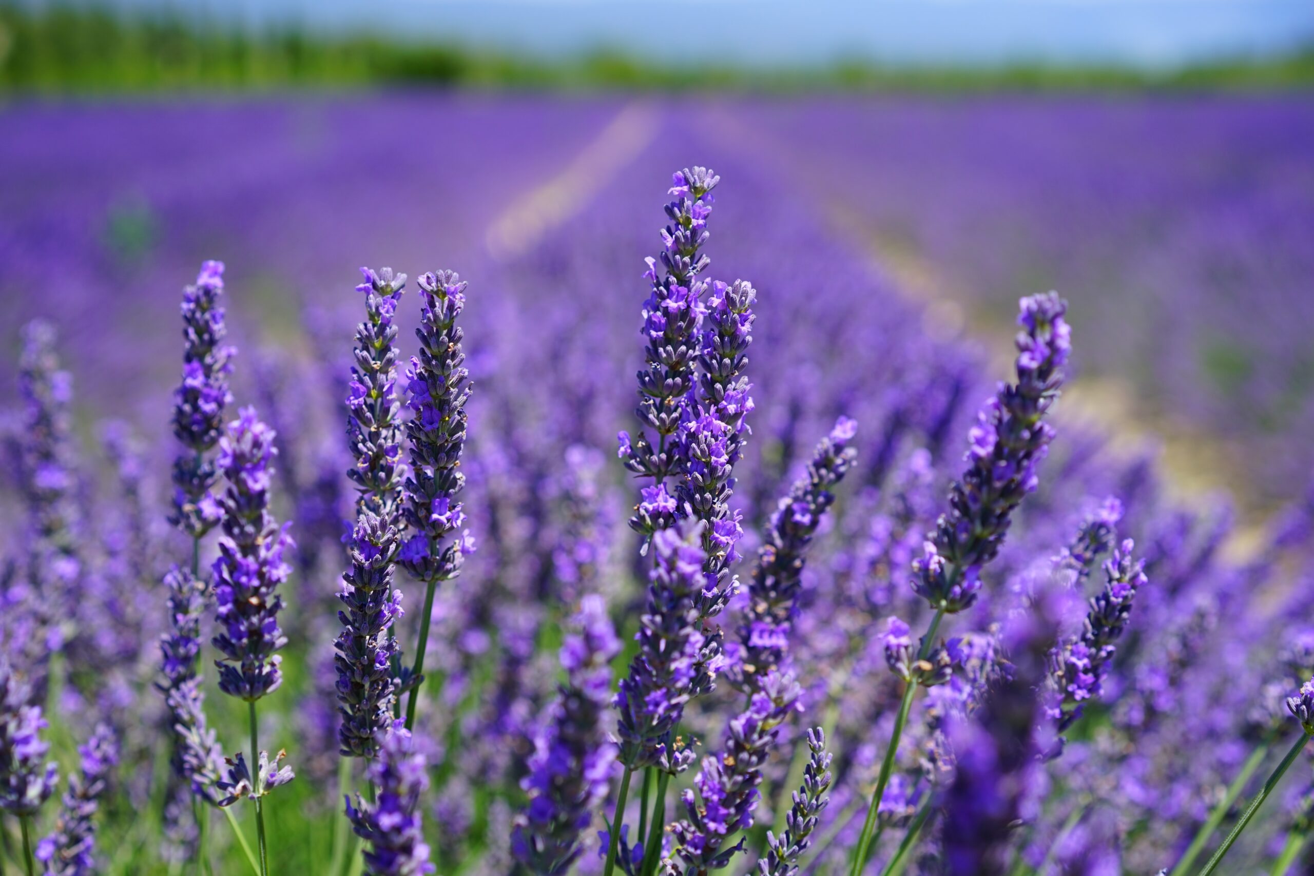 Essential Oils to Support the Emotional Heart
